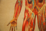 Antique Yaggy's chart detail: red muscles, blue veins, orange arteries on hand, arm, and leg.