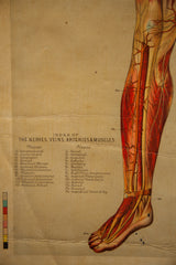 Lower leg and foot detail from antique Yaggy's chart, veins, muscles, aged paper.