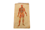 Antique 1885 Yaggy's anatomical chart displaying human musculature, nerves, and blue veins.