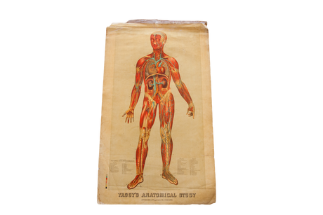 Antique 19th Century Anatomical Chart Yaggy's Muscle Skeleton Man // ONH Item 1802