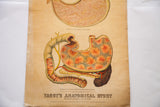 Antique 19th century Yaggy's Alcohol Stomach chart, featuring vivid red and orange inflamed organs.