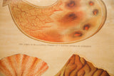 19th century Yaggy's anatomical chart, 