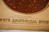 Close-up of the Yaggy's 1885 antique anatomical chart, showing copyright and aged paper.