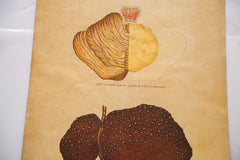 Antique 19th Century Anatomical Chart Yaggy's Stomach Opium Effects Alcohol // ONH Item 1805 Image 1