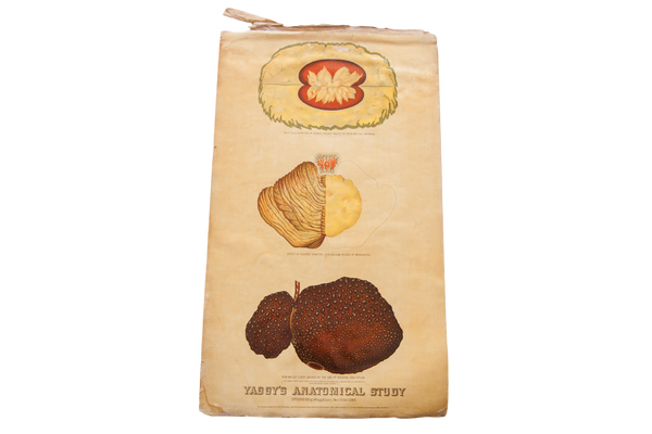 Antique 19th Century Anatomical Chart Yaggy's Stomach Opium Effects Alcohol // ONH Item 1805