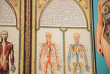 Detail of vintage Bodyscope book with skeletal anatomical charts and art deco borders.