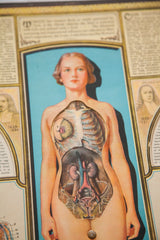 Vintage Bodyscope book, detail of female anatomical chart with colorful cutaway internal organs.