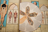 Rare vintage Bodyscope book with torso cutout and rotating anatomical organ disc.