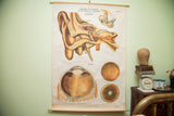 American Frohse anatomical pulldown chart showing detailed diagrams of the human eye and ear.