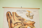 Top of the vintage Frohse anatomical chart showing the title and original wooden dowel.