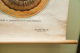 Original wooden dowel at the base of the vintage Frohse chart with 