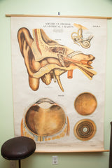 American Frohse anatomical chart of the eye and ear shown hanging from original wooden dowels.