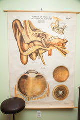 American Frohse Anatomical Pulldown Chart Eye And Ear // ONH Item 1810 Image 4