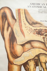 Visible paper wrinkling and warm tones on the ear diagram of an antique school chart.