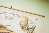 The title text and top wooden dowel on a vintage American Frohse pulldown chart.