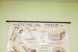 Top section of a vintage anatomy chart with its title and original wooden dowel.