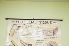 Vintage 1960's Epithelial Tissue Pulldown Anatomy Chart // ONH Item 1811 Image 2