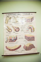 A 1960s Welch Scientific Co. pulldown chart with colorful educational diagrams of epithelial tissue.