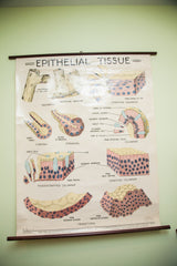 Vintage 1960's Epithelial Tissue Pulldown Anatomy Chart // ONH Item 1811 Image 3
