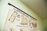 The top wooden dowel and header of the vintage Epithelial Tissue pulldown chart.