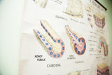 Detailed illustrations of Cuboidal and Pyramidal tissue on a vintage scientific pull-down chart.