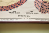 The Welch Scientific Company publisher's mark on a vintage 1960s epithelial tissue chart.