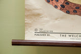 Publisher's mark, 1963 copyright, and age-related wear on the vintage epithelial tissue chart.