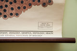Artist credit by Louise Bush printed on the vintage pull-down anatomy chart.