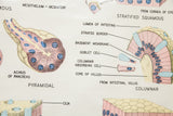 Labeled diagrams of pancreatic and intestinal epithelial cells on the vintage anatomy chart.