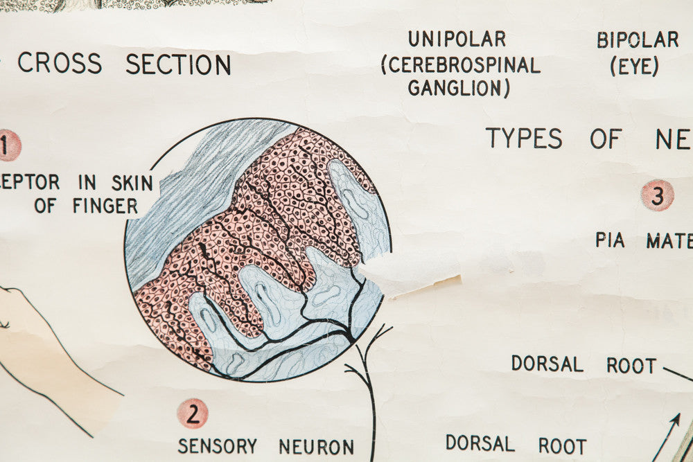 Mid Century Nervous Tissue Vintage Science Pulldown Chart // ONH Item 1812 Image 1