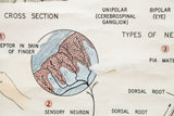 Vintage nervous tissue cross section chart with pink cells, blue structures, hand drawing, and labels.