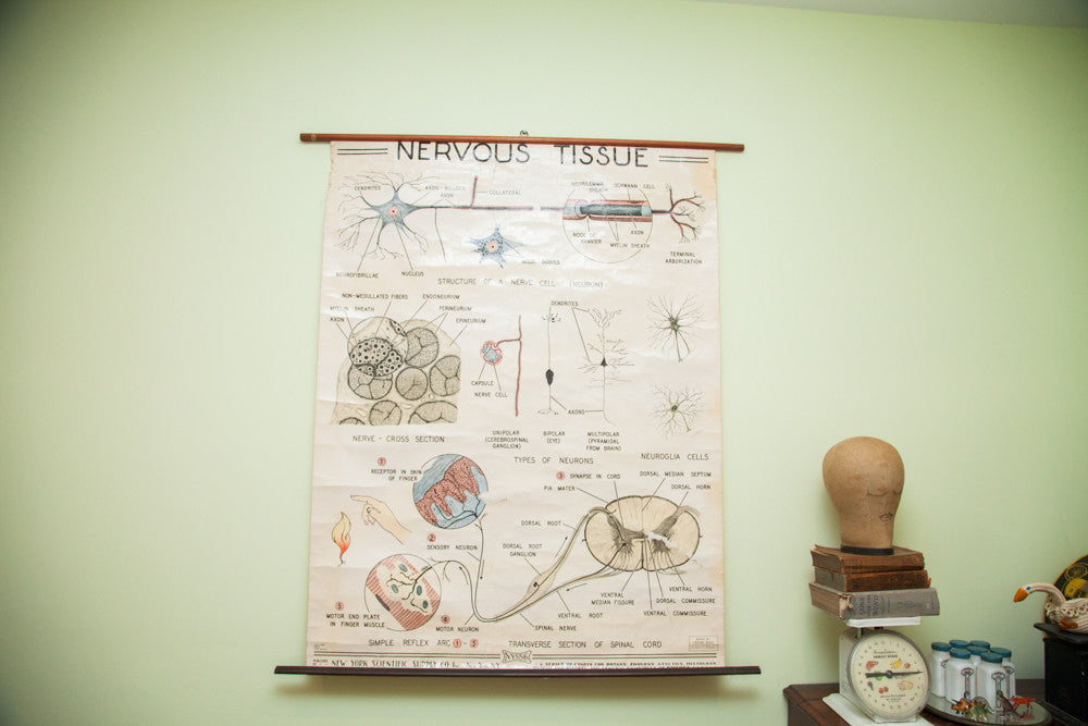 Mid Century Nervous Tissue Vintage Science Pulldown Chart // ONH Item 1812