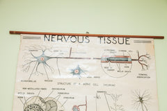 Mid Century Nervous Tissue Vintage Science Pulldown Chart // ONH Item 1812 Image 3