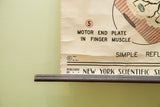 Detail of Mid Century science chart showing 1951 copyright and New York Scientific publisher.