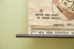 Mid Century Nervous Tissue Vintage Science Pulldown Chart // ONH Item 1812 Image 5