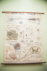 Vintage nervous tissue chart showing spinal cord transverse section and publisher text.