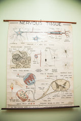 Mid Century Nervous Tissue Vintage Science Pulldown Chart // ONH Item 1812 Image 6