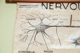 Vintage nervous tissue chart detail, showing neuron's dendrites, axon, and nucleus.