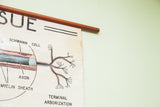 Vintage nervous tissue chart detail with axon, Schwann cell, terminal arborization, and edge wear.