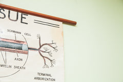 Mid Century Nervous Tissue Vintage Science Pulldown Chart // ONH Item 1812 Image 9