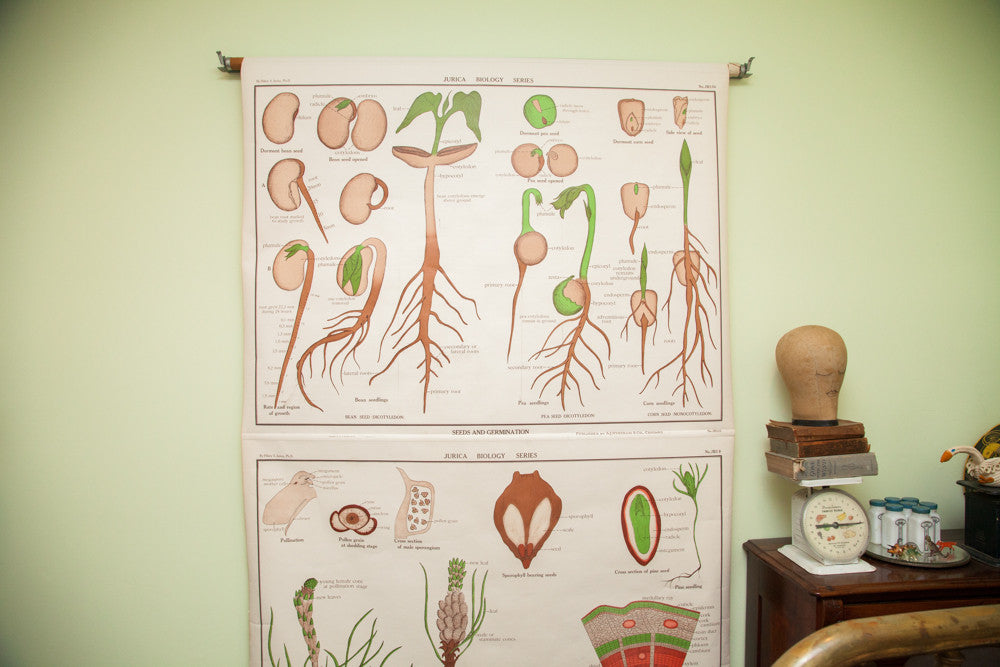 Rare Early 20th Century Jurica Biology Series Botanical Pulldown Chart // ONH Item 1813