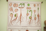 Detail of vintage Jurica Biology chart illustrating bean, pea, and corn seed germination.