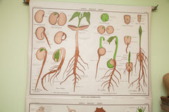 Rare Early 20th Century Jurica Biology Series Botanical Pulldown Chart // ONH Item 1813 Image 1