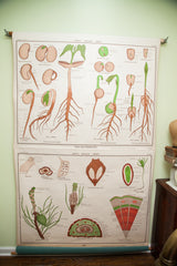 Early 20th century Jurica Biology chart showing bean seed germination and root system.