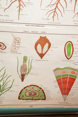 Jurica Biology Series chart showing pine plant cross sections in green, brown, and red.