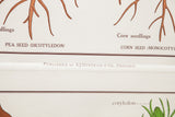 Jurica Biology Series chart with A.J. Nystrom publisher mark and pea seed diagram.