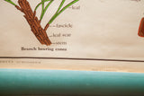 Vintage Jurica botanical chart detail: pine branch, scientific labels, A.J. Nystrom copyright.