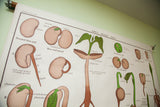 Early 20th century Jurica botanical chart illustrating bean and pea seed germination.