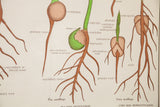 Close-up of vintage Jurica chart, illustrating pea and corn seed germination and anatomy.