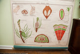 Jurica Biology Pulldown Chart: red and green three-year-old pine stem cross-section.
